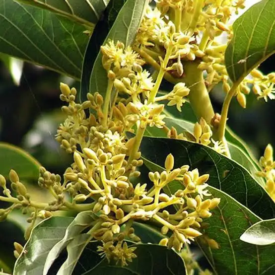 Tongkat Ali Root
